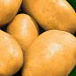 Картофель "Эвора" семенной среднеранний (на жарку, 1 репродукция) 1кг
