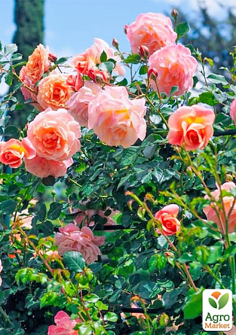 Троянда плетиста "Піч Мельба" (саджанець класу АА+) вищий сорт - фото 4