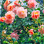 Роза плетистая "Пич Мельба" (саженец класса АА+) высший сорт