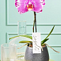 Орхидея (Phalaenopsis) "Singolo Victorio"