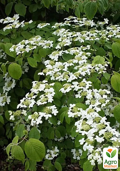 Калина складчатая "Мариези"(Viburnum plicatum "Mariesii")7