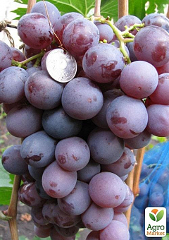 Виноград "Супериор" (кишмиш, ранний срок созревания, морозостойкость -23С масса грозди 700-1000 гр)2