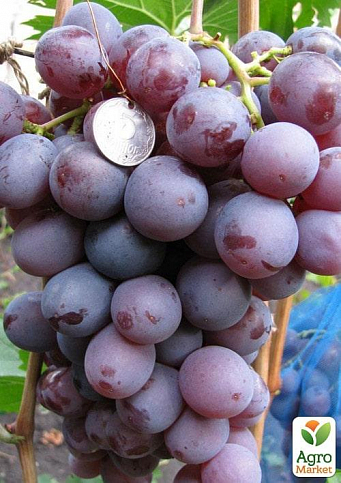 Виноград "Супериор" (кишмиш, ранний срок созревания, морозостойкость -23С масса грозди 700-1000 гр)