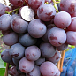 Виноград "Суперіор" (кишмиш, ранній термін дозрівання, морозостійкість -23С маса грони 700-1000 гр) 1 саджанець в упаковці