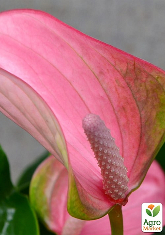 Антуріум (Anthurium) "Joli Pink" - фото 5