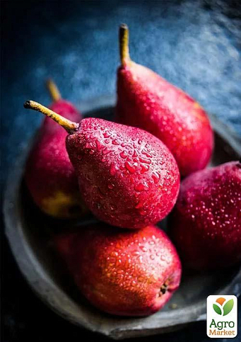 Груша "Кармен" (летний сорт, ранний срок созревания) - фото 4