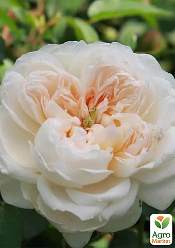 Троянда англійська "Клеміс Кастл" (саджанець класу АА+) вищий сорт - фото 2