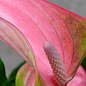 Антуріум (Anthurium) "Joli Pink"