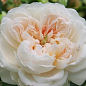 Троянда англійська "Клеміс Кастл" (саджанець класу АА+) вищий сорт купить