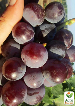 Виноград "Колумб" (крупная мясистая ягода, гроздь весом 700-1500 гр, ранний срок созревания)1