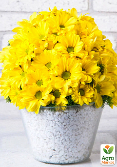 Хризантема Садова "Yellow Chamomile" (горщик Р12, висота 20-30см)3