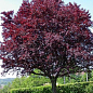 Сакура краснолистная "Роял Бургунди" (Royal Вurgundy) высота 100см