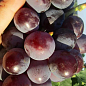 Виноград "Колумб" (велика м'ясиста ягода, гроно вагою 700-1500 гр, ранній термін дозрівання) 1 саджанець в упаковці