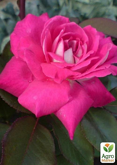 Роза чайно-гибридная "Acapella" (саженец класса АА+) высший сорт1
