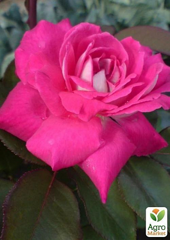 Роза чайно-гибридная "Acapella" (саженец класса АА+) высший сорт