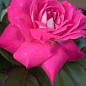 Роза чайно-гибридная "Acapella" (саженец класса АА+) высший сорт