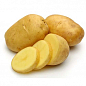 Картопля "Берніна" насіннєва пізня (1 репродукція) 1кг купить