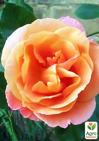 Троянда плетиста "Скулгёл" (саджанець класу АА +) вищий сорт - фото 2