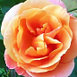 Троянда плетиста "Скулгёл" (саджанець класу АА +) вищий сорт купить