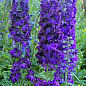 Дельфиниум гибридный "Dark Blue Dark Bee"