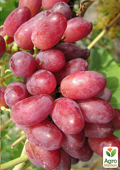 Виноград "Шахиня Ирана" (ранний срок созревания, грозди хорошо хранятся и транспортируются)1