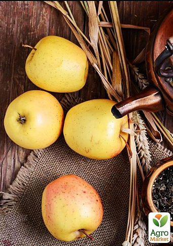 Яблуня "Голд Раш" (зимовий сорт, пізній термін дозрівання) - фото 6