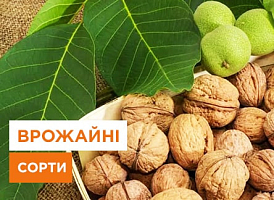Найврожайніший сорт волоського горіха - корисні статті про садівництво від Agro-Market