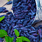 Жимолость "Синій птах" (ранній термін дозрівання, стійкий до осипання сорт)