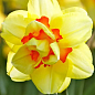 Нарцисс "Tahiti" укорененный