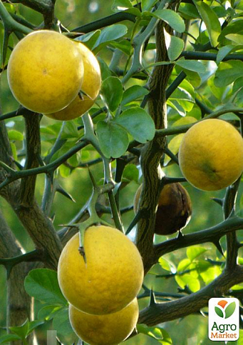 Понцірус Trifoliata (дикий лимон)