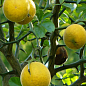 Понцирус Trifoliata (дикий лимон)