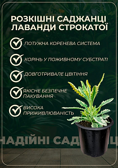 Лаванда пестролиста зубчаста "Meerlo" (контейнер № 10, висота 10-15 см)1