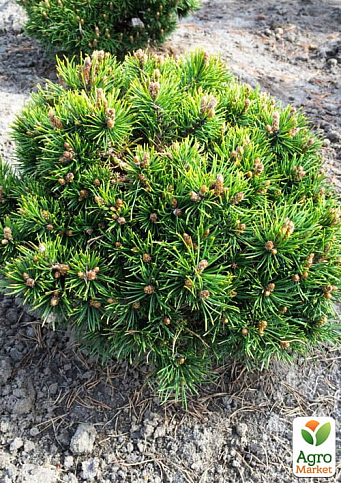 Сосна горная "Хайдеперле" (Pinus mugo uncinata "Heideperle") C2, высота 30-40см - фото 3