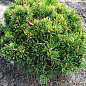 Сосна горная "Хайдеперле" (Pinus mugo uncinata "Heideperle") C2, высота 30-40см цена