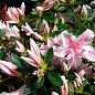 Азалия Японская "Мелли" (Azalea japonica Melle)