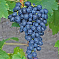 Виноград "Аттика" (кишмиш, ранній термін дозрівання) цена