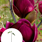 Магнолия привитая 4-х летняя гибридная "Black Tulip" (высота 60-80см)