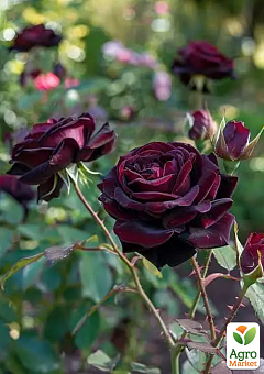 Роза чайно-гибридная "Black Baccara" в контейнере, высший сорт8