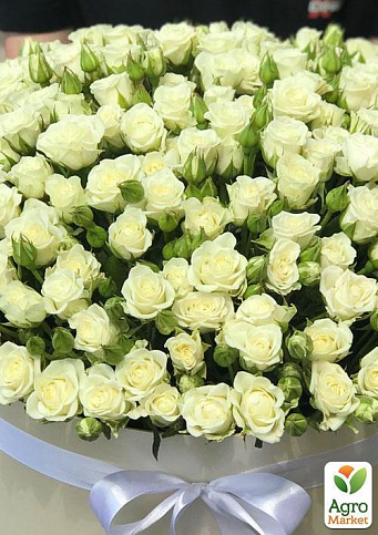 Эксклюзив! Роза мелкоцветковая (спрей) нежно-кремовая "Невеста" (Bride) (саженец класса АА+, премиальный обильно цветущий сорт) - фото 2