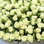 Ексклюзив! Троянда дрібноквіткова (спрей) ніжно-кремовий "Наречена" (Bride) (саджанець класу АА +, преміальний рясно квітучий сорт) купить