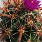 Кактус "Ферокактус" (Ferocactus emoryi) (Нідерланди)