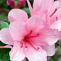 Рододендрон комнатный "Rose"  цена