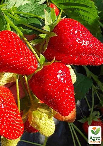Полуниця "Мурано" (Murano) (найсмачніший з цитрусовою ноткою, ремонтантний, великоплідний сорт)