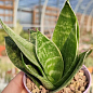 LMTD Сансевієрія "Green Hahnii" висота рослини 15-25см