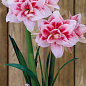 Гиппеаструм махровый "Elvas" (Амариллис) 