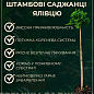 Можжевельник стелющийся на штамбе «Procumbens Nana» С10, высота 90-110см, диаметр кроны 25-35см