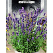 Лаванда многолетняя "Нормандия" ТМ "SeedEra" 0,1 NEW
