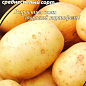 Картопля "Балада" ТМ "Агромакс" 0.01г