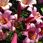Лілія Трубчаста "Pink Planet"
