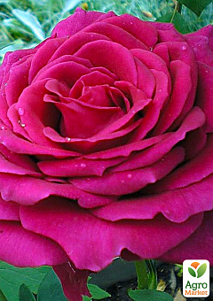 Троянда чайно-гібридна "Юріанда" (саджанець класу АА +) вищий сорт2